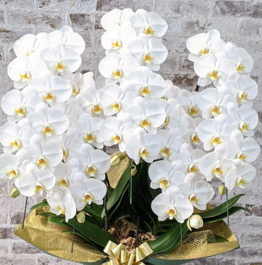 開店祝いの胡蝶蘭ならクマサキ洋ラン農園